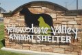 Discover The Heart Of Animal Welfare: Unveiling Yellowstone Animal Shelter